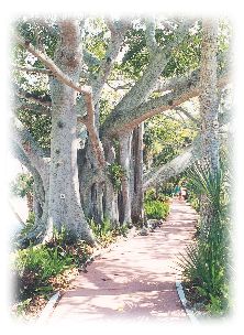 Bayan Tree Path Photo