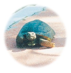 Turtle Photo