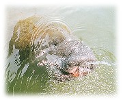 Manatee photo