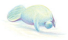 Manatee art